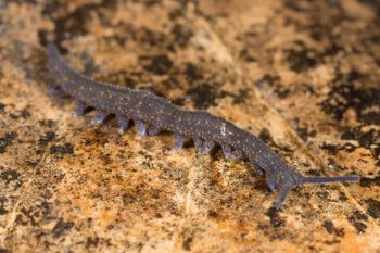 Media type: image;   Invertebrate Zoology 144608